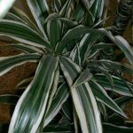 dracaena-deremensis-warneckii